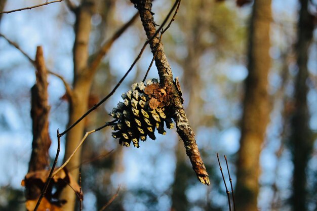 Close-up of pine cone on plant during winter