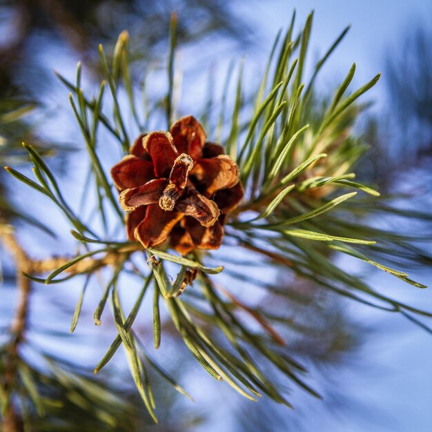 Photo close-up of pine cone on plant