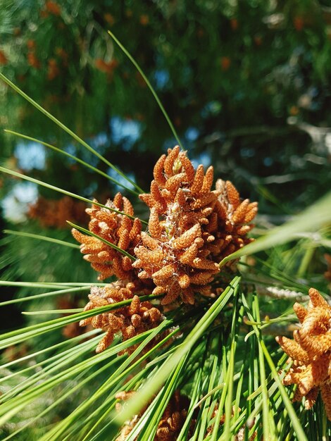 Close-up of pine cone on plant