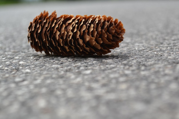 Close-up of pine cone on road