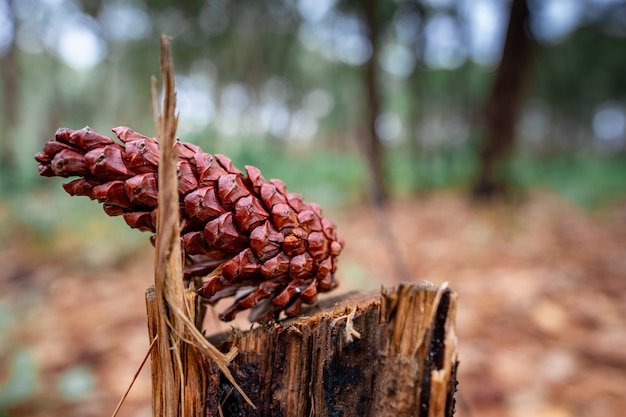 Close up of a pine cone on a surface of a tree stump.