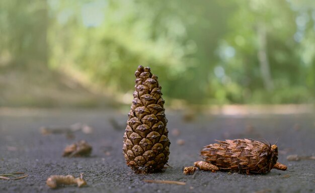 Photo close-up of pine cone on table