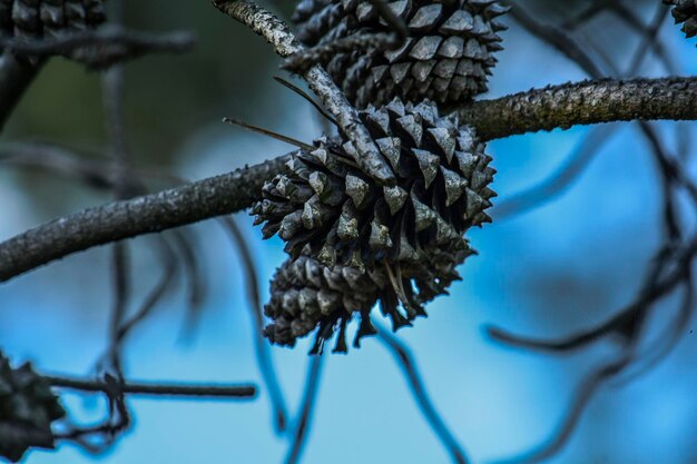 Foto prossimo piano di una cono di pino sul ramo di un albero