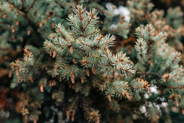 Photo close-up of pine cone on tree during winter