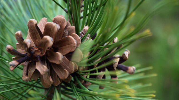 Close-up of pine cone on tree