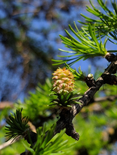 Foto prossimo piano della conia di pino sull'albero