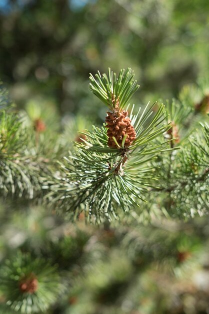 Photo close-up of pine cone on tree