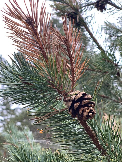 Foto prossimo piano della conia di pino sull'albero