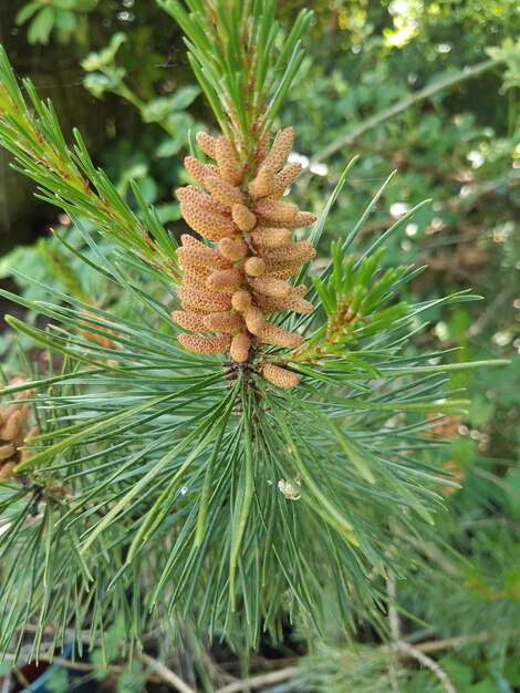 Foto prossimo piano della conia di pino sull'albero