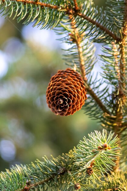 Foto prossimo piano della conia di pino sull'albero