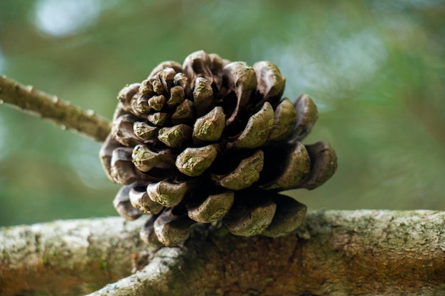 Close-up of pine cone on tree