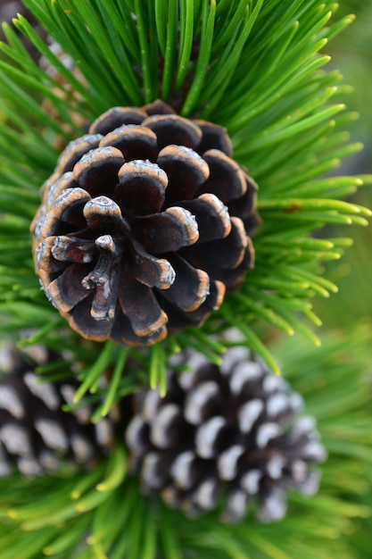 Foto prossimo piano della conia di pino sull'albero