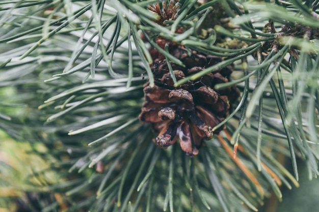 Close up pine cone tree