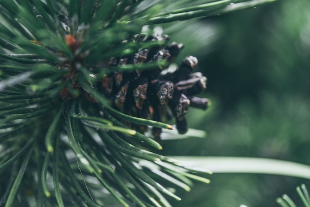 Photo close up pine cone tree