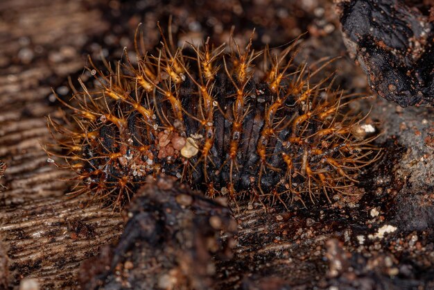 Photo close-up of pine cone