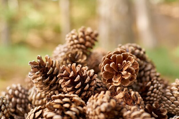 Close-up of pine cone