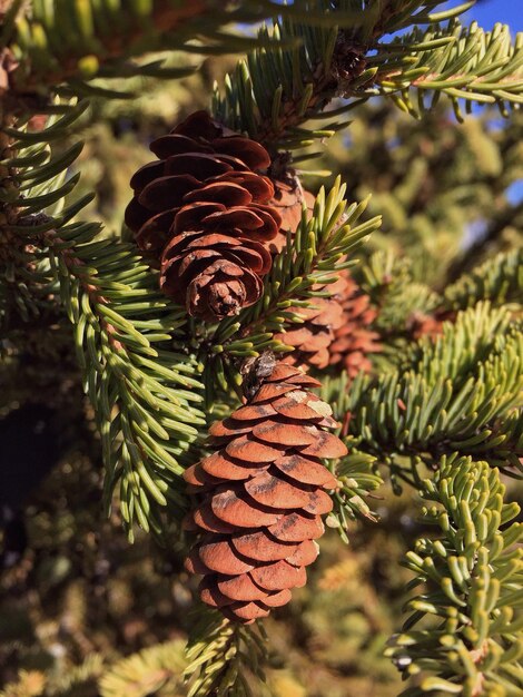 Close-up of pine cone