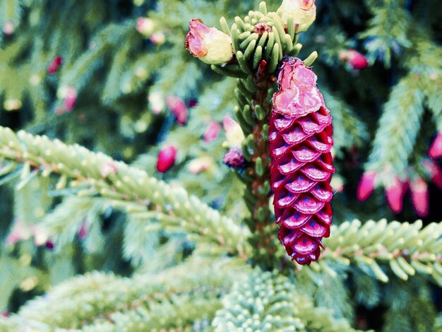 Close-up of pine cone