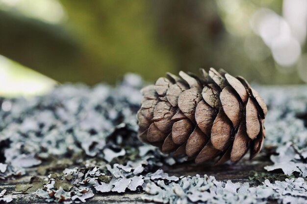 Photo close-up of pine cone