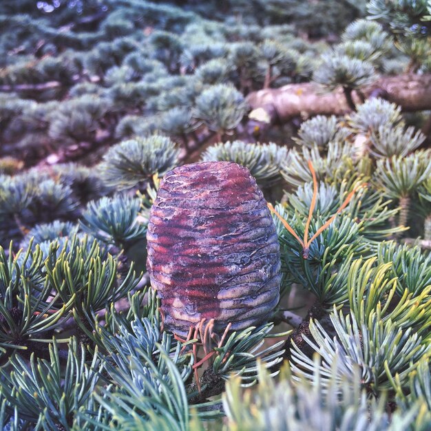 Foto prossimo piano di una pianta di pino