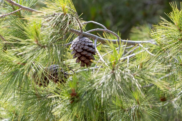 Photo close up of pine cones on the branch