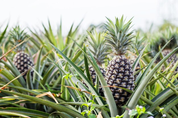 Photo close-up of pine cones on field