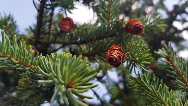 Prossimo piano di coni di pino sull'albero