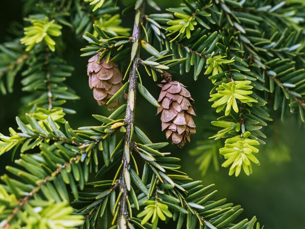 Foto prossimo piano di coni di pino sull'albero