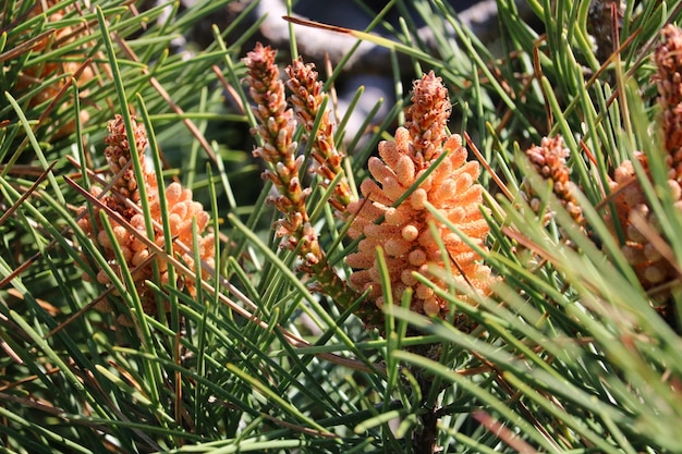 Foto prossimo piano di coni di pino sull'albero