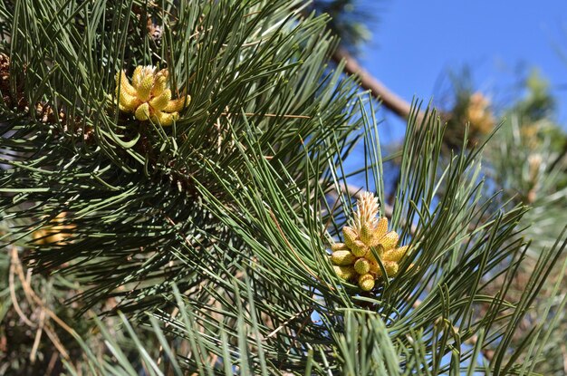 Photo close-up of pine cones on tree