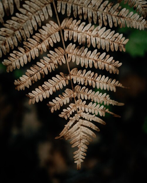 Photo close-up of pine cones on tree