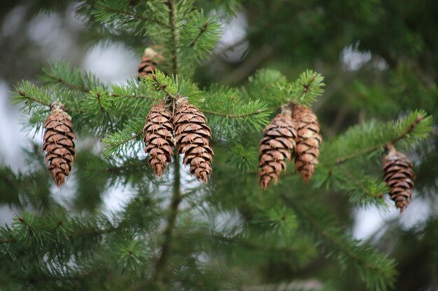 Photo close-up of pine cones on tree