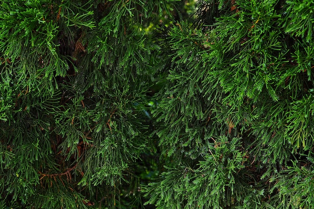 Close up of Pine leaf