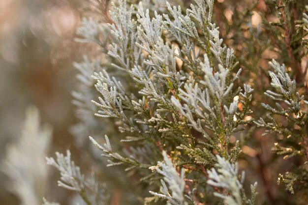 Close - up of pine leaves