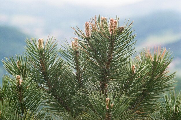 Photo close-up of pine tree against sky