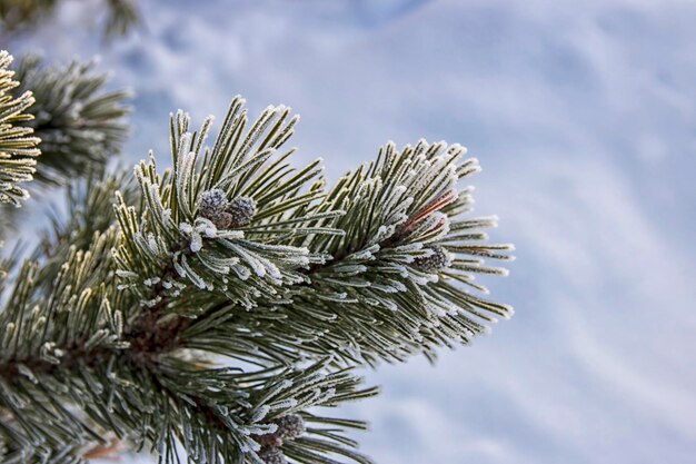 Close-up of pine tree against sky