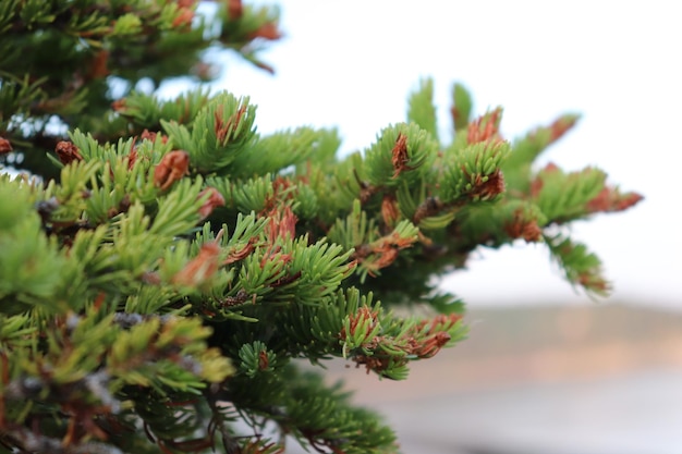 Close-up of pine tree branch against sky