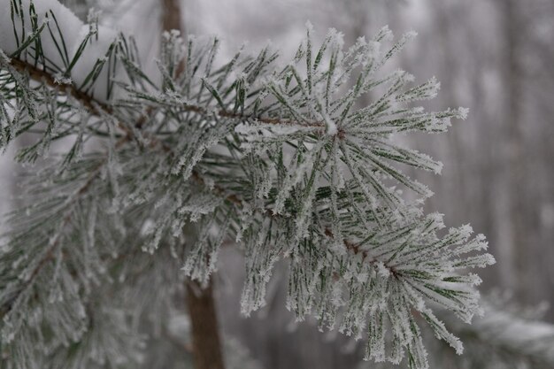 冬の森で雪に覆われた松の木の枝のクローズ アップ。本物の冬とクリスマスの背景