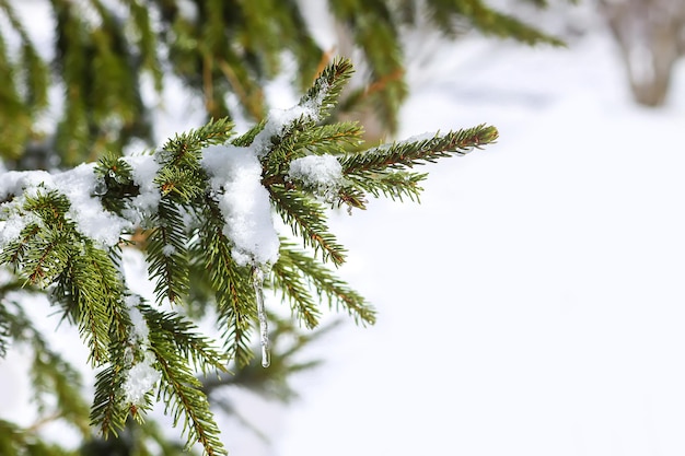 Foto close-up di un ramo di pino durante l'inverno