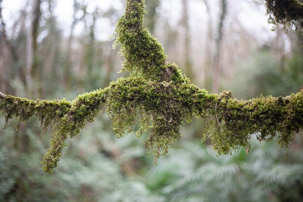 Foto prossimo piano di un ramo di pino nella foresta