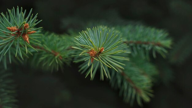 Close up on a pine tree branch suitable for background