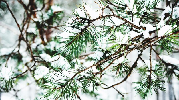 Close-up of pine tree branch during winter