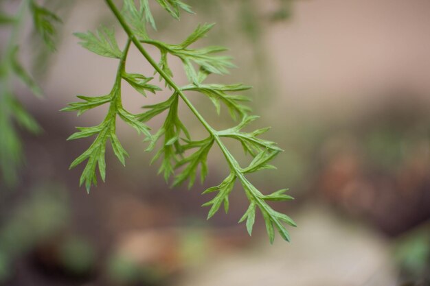 Photo close-up of pine tree branch