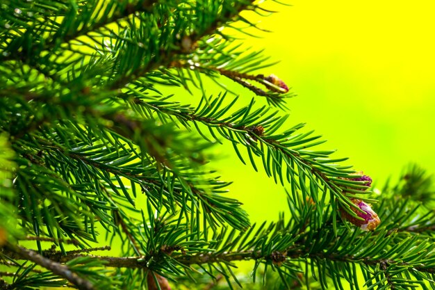 Close-up of pine tree branch