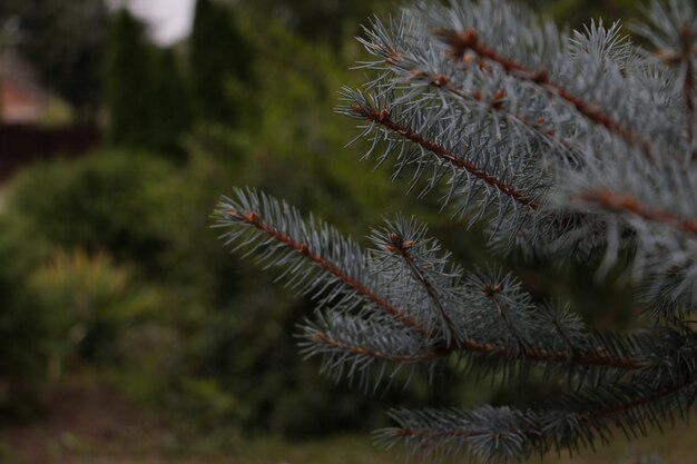 Foto close-up di un ramo di pino