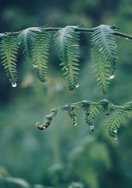 Photo close-up of pine tree branch