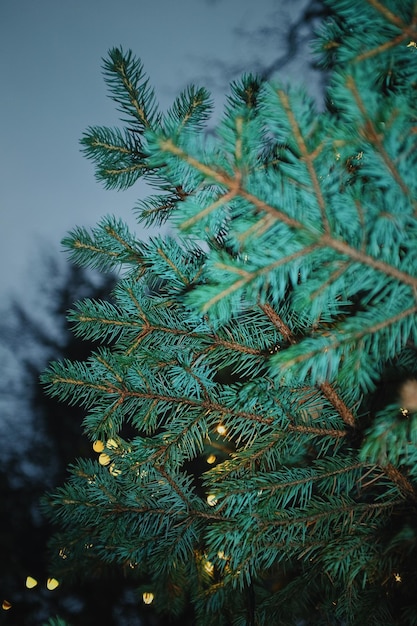 Photo close-up of pine tree branch