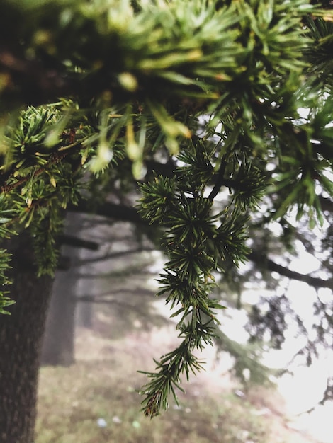 Photo close-up of pine tree branch