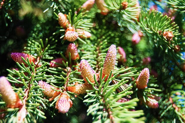 Foto prossimo piano dei rami di pino in fiore in primavera