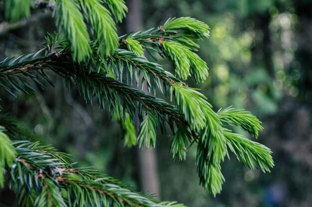 Photo close-up of pine tree branches